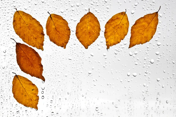Colorful autumn leaves and raindrops on the window — Stock Photo, Image