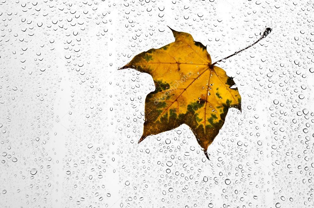 Colorful autumn leaves and raindrops on the window