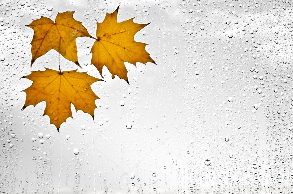 Colorful autumn leaves and raindrops on the window