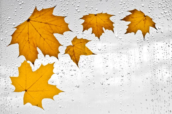 Colorful autumn leaves and raindrops on the window — Stock Photo, Image