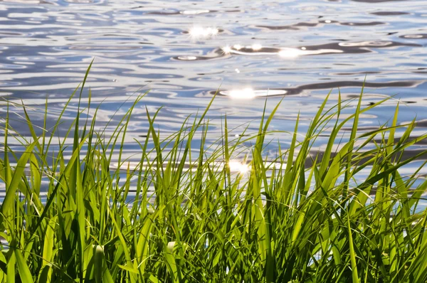 Young spring vegetation on the edge of the water — Stock Photo, Image