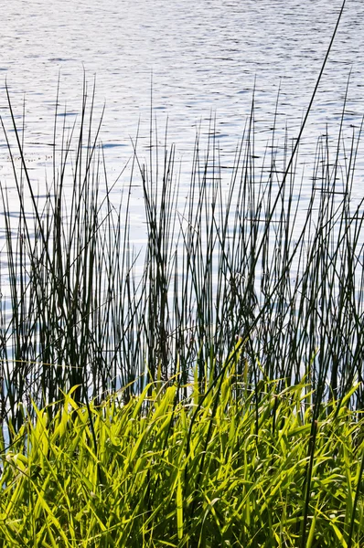 Młody wiosna roślinności na skraju wody Obraz Stockowy
