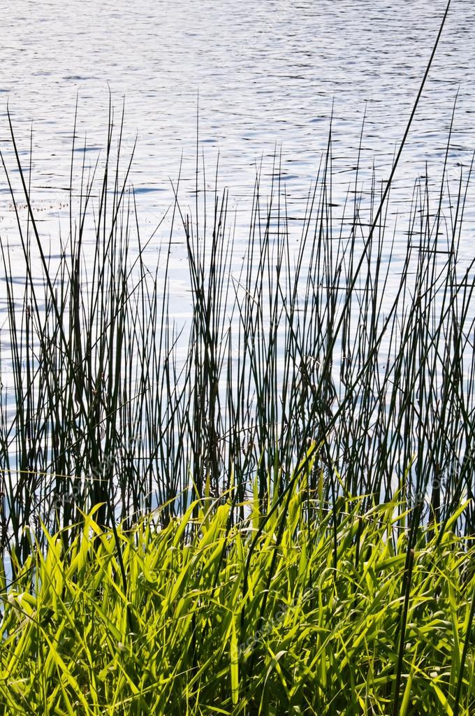 Young spring vegetation on the edge of the water