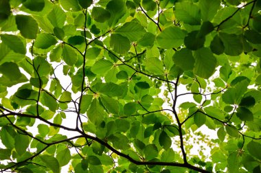 Çalılık bahar kayın çırpı ve yaprakları