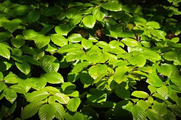 Ramitas y hojas de haya de primavera espesa —  Fotos de Stock