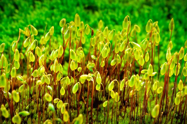 湿的绿色青苔生长在春天 — 图库照片