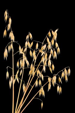Siyah arka plan üzerine izole yulaf