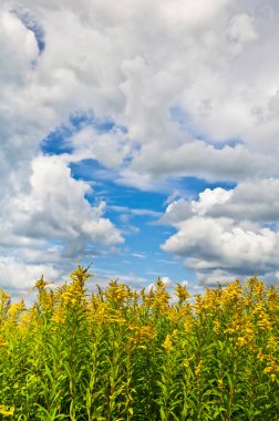 The giant goldenrod field with clouds in the sky clipart
