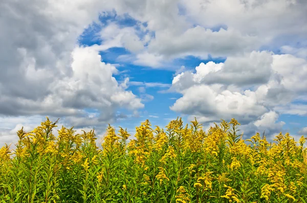 El campo gigante de vara de oro con nubes en el cielo — Foto de Stock