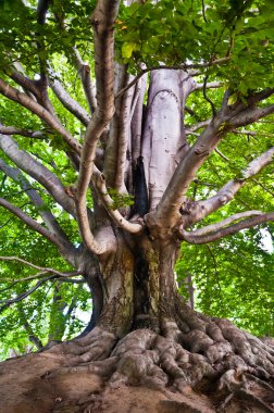 Parktaki eski güçlü kayın