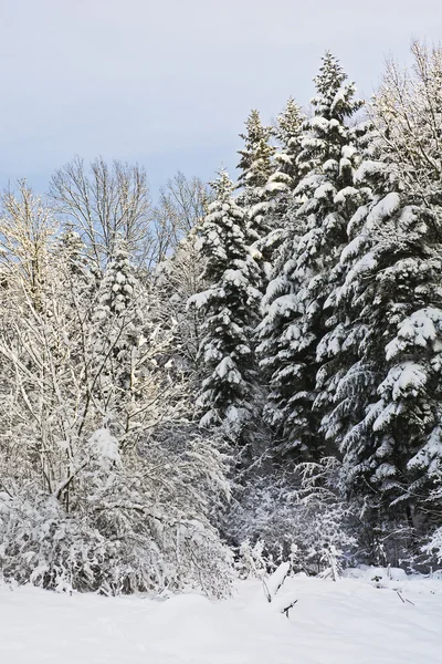 Las ramas cubiertas de nieve de los árboles en un día soleado — Foto de Stock