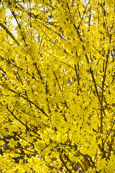 Schön blühender Forsythienstrauch im zeitigen Frühling — Stockfoto