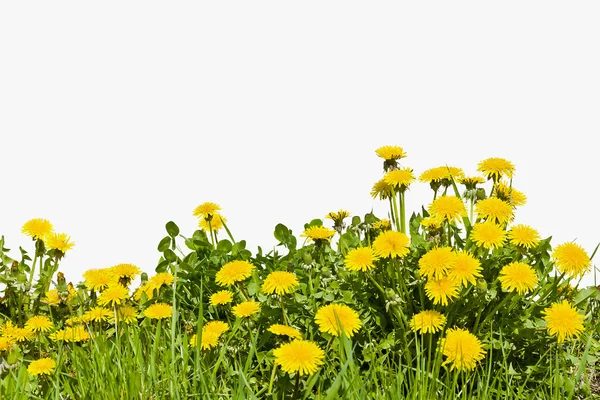 Flores de diente de león amarillo sobre un fondo blanco — Foto de Stock