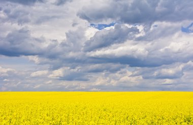 Bulutlar, yatay ve çiçeklenme sırasında tecavüz alan
