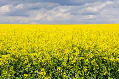 Bulutlar, yatay ve çiçeklenme sırasında tecavüz alan