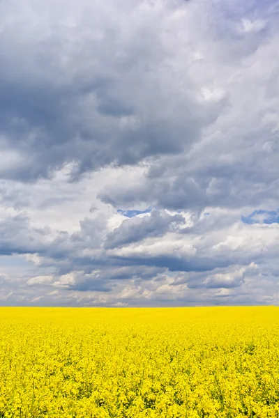 Paisagem com nuvens e um campo de estupro durante a floração — Fotografia de Stock