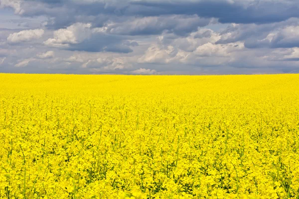 Paisagem com nuvens e um campo de estupro durante a floração — Fotografia de Stock