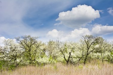 Arka plan beyaz bulutlar ile mavi gökyüzü üzerinde çiçek açan meyve bahçesi