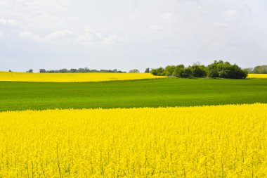 Landscape with clouds, trees and a rape field during flowering
