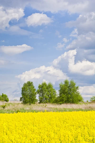 Paisagem com nuvens, árvores e um campo de estupro durante a floração — Fotografia de Stock