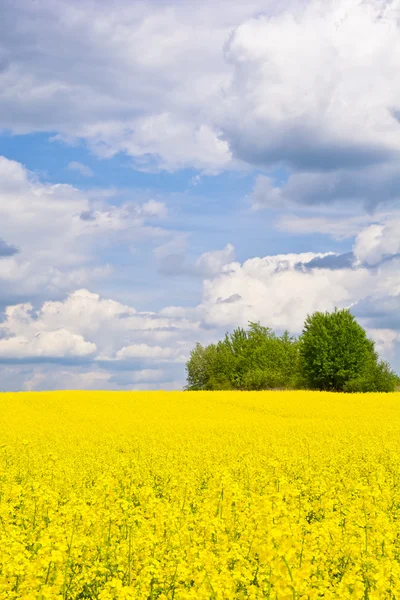 Paisagem com nuvens, árvores e um campo de estupro durante a floração — Fotografia de Stock