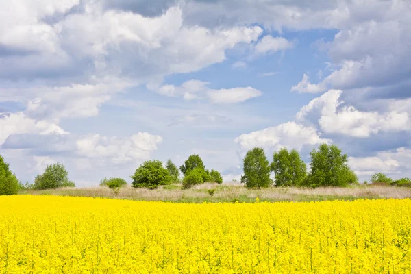 Paisagem com nuvens, árvores e um campo de estupro durante a floração — Fotografia de Stock