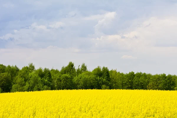 Paisagem com nuvens, árvores e um campo de estupro durante a floração — Fotografia de Stock