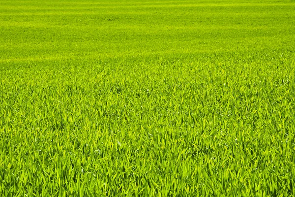 Campo verde de grãos no final da primavera em um dia ensolarado — Fotografia de Stock