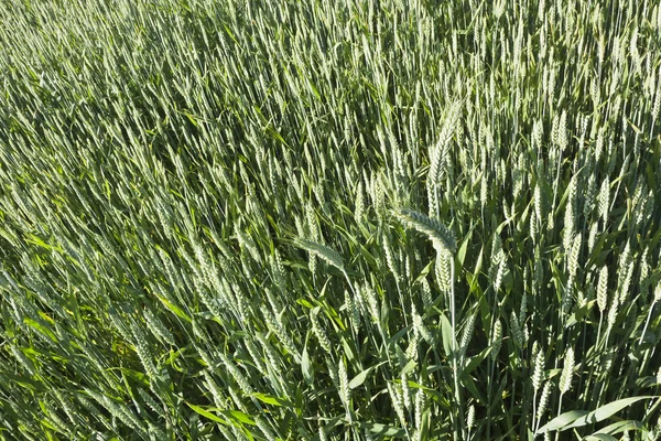 晴れた日の春遅くの穀物の緑地 — ストック写真