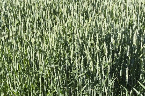 Baharın sonlarında güneşli bir günde yeşil tahıl tarlası — Stok fotoğraf
