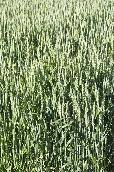 Baharın sonlarında güneşli bir günde yeşil tahıl tarlası — Stok fotoğraf