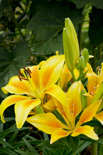 Bellamente floreciendo lirio amarillo en el jardín — Foto de Stock