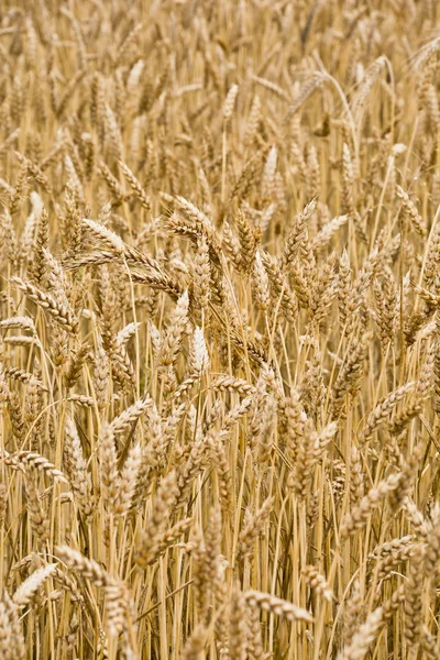 O campo de trigo maduro — Fotografia de Stock