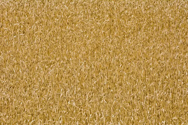 领域的成熟小麦 — 图库照片