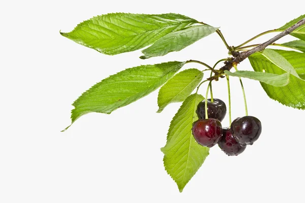 Olgun meyve kiraz beyaz bir arka plan üzerinde kapat