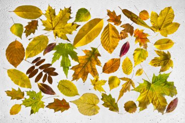 Renkli sonbahar yaprakları ve yağmur damlaları penceresinde