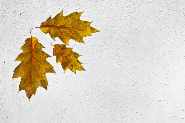 Colorful oak autumn leaves and raindrops on the window — Stock Photo, Image