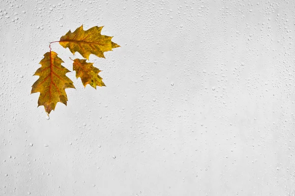 Colorful oak autumn leaves and raindrops on the window — Stock Photo, Image