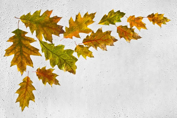 Colorful oak autumn leaves and raindrops on the window — Stock Photo, Image