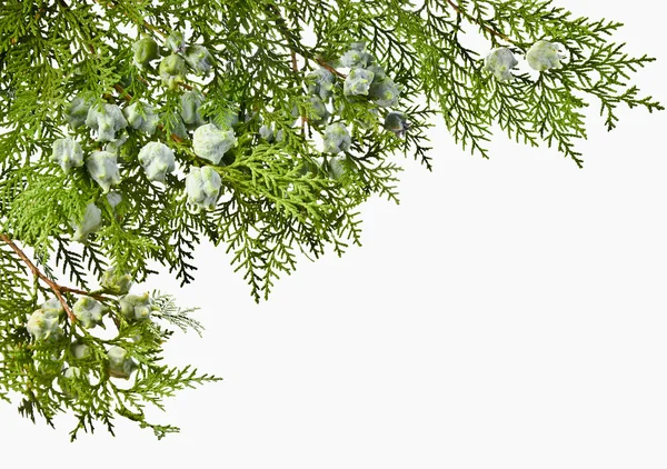 Galho de Thuja com frutas em um fundo branco — Fotografia de Stock