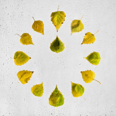 Islak cam renkli sonbahar kayın yapraklarda ile saat yığılmış. Saat 12 yönünde. Öğle vakti. Gün ortası