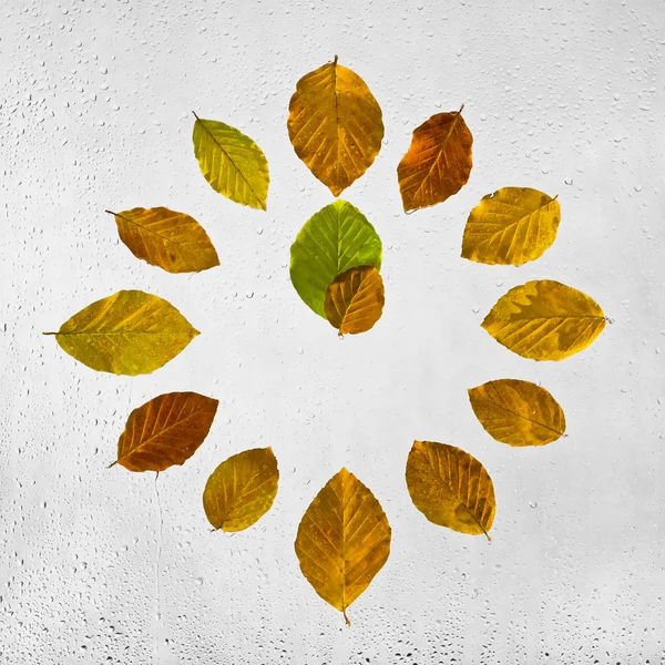 Clock stacked with colorful autumn beech leaves on the wet glass. One o'clock. — Stock Photo, Image