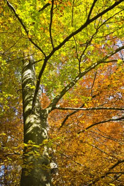 Güneşli bir günde güzel sonbahar renkleri ormanda.