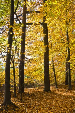 Güneşli bir günde güzel sonbahar renkleri ormanda.