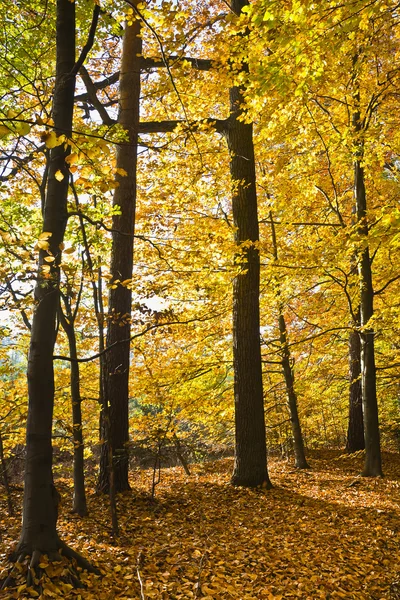 Güneşli bir günde güzel sonbahar renkleri ormanda.