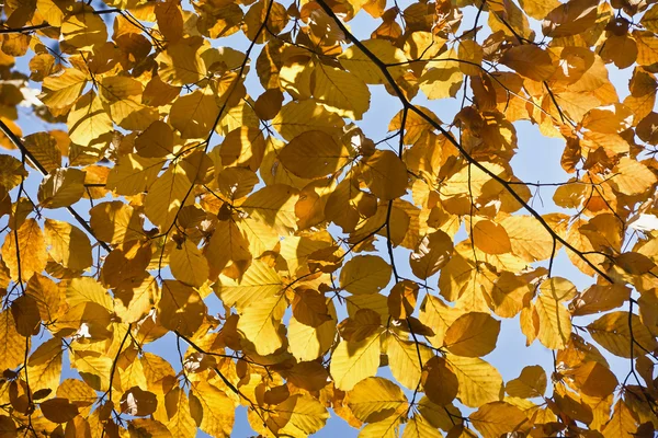 Wald in den schönen Herbstfarben an einem sonnigen Tag. — Stockfoto