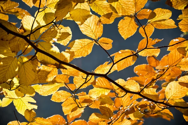 Wald in den schönen Herbstfarben an einem sonnigen Tag. — Stockfoto