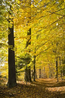 Güneşli bir günde güzel sonbahar renkleri ormanda.