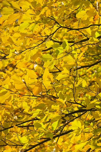 Floresta nas belas cores do outono em um dia ensolarado . — Fotografia de Stock