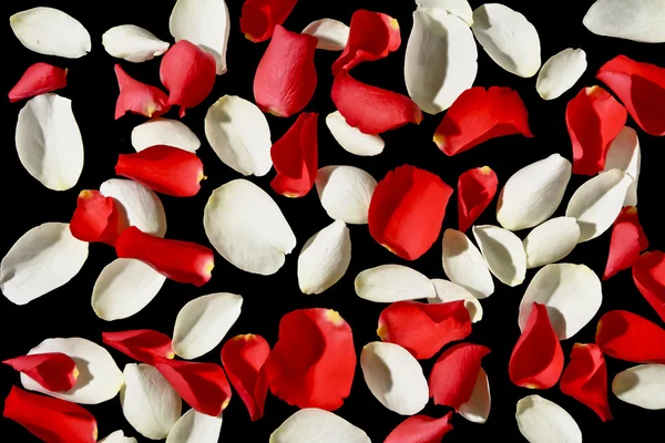 Siyah arka plan üzerine beyaz ve kırmızı gül yaprakları
